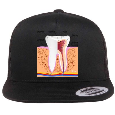Dental Anatomy For Normal Tooth Dentin Enamel Gingiva Pulp Meaningful Gift Flatbill Hat
