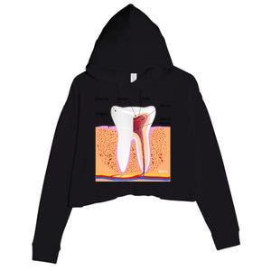 Dental Anatomy For Normal Tooth Dentin Enamel Gingiva Pulp Meaningful Gift Crop Fleece Hoodie