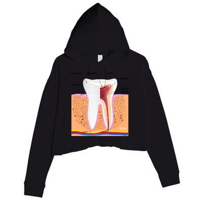 Dental Anatomy For Normal Tooth Dentin Enamel Gingiva Pulp Meaningful Gift Crop Fleece Hoodie