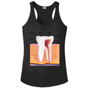 Dental Anatomy For Normal Tooth Dentin Enamel Gingiva Pulp Meaningful Gift Ladies PosiCharge Competitor Racerback Tank