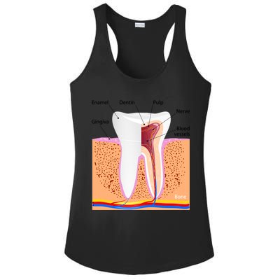 Dental Anatomy For Normal Tooth Dentin Enamel Gingiva Pulp Meaningful Gift Ladies PosiCharge Competitor Racerback Tank
