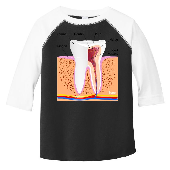 Dental Anatomy For Normal Tooth Dentin Enamel Gingiva Pulp Meaningful Gift Toddler Fine Jersey T-Shirt