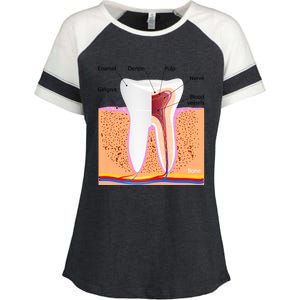 Dental Anatomy For Normal Tooth Dentin Enamel Gingiva Pulp Meaningful Gift Enza Ladies Jersey Colorblock Tee