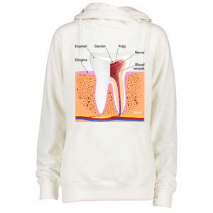 Dental Anatomy For Normal Tooth Dentin Enamel Gingiva Pulp Meaningful Gift Womens Funnel Neck Pullover Hood