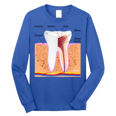 Dental Anatomy For Normal Tooth Dentin Enamel Gingiva Pulp Meaningful Gift Long Sleeve Shirt