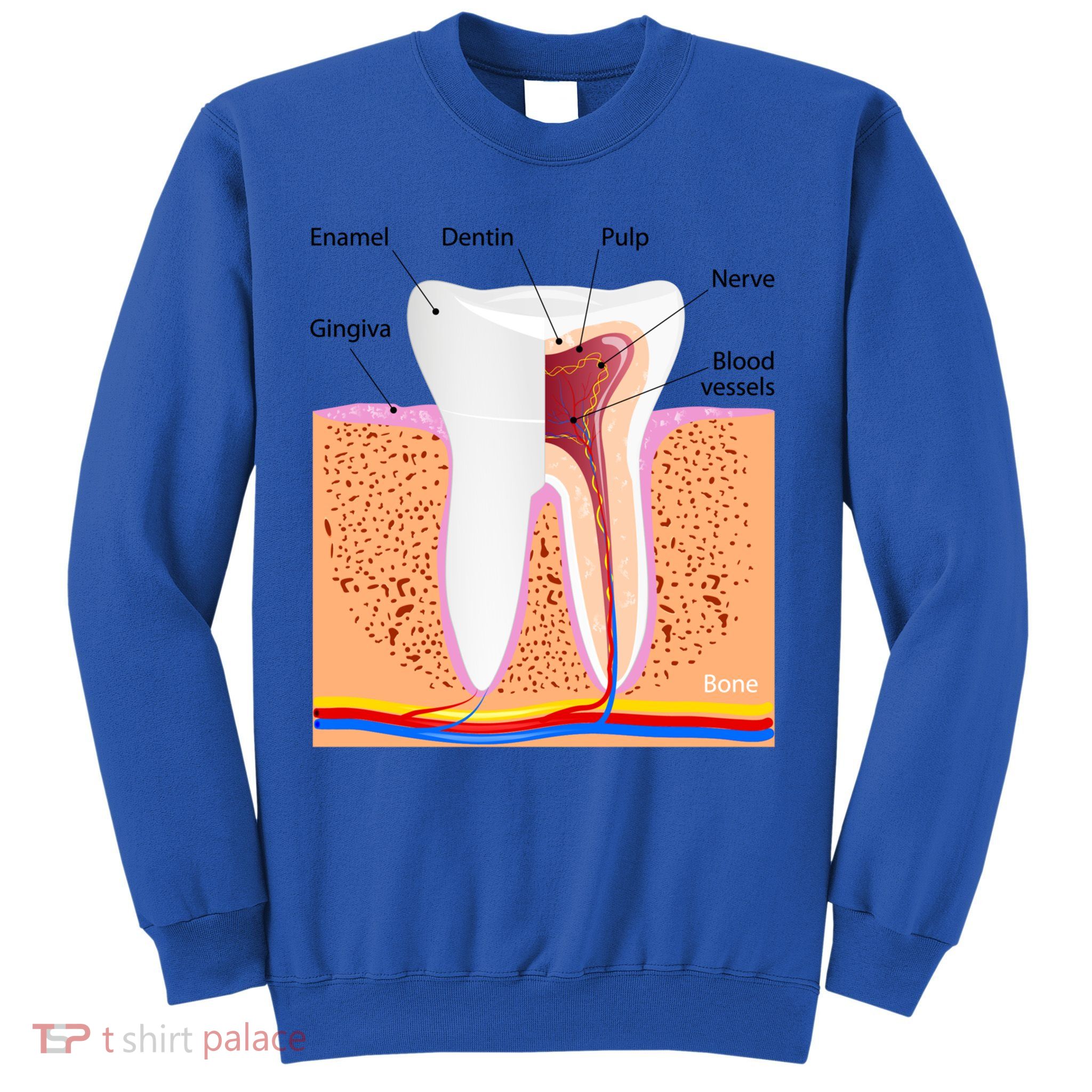 Dental Anatomy For Normal Tooth Dentin Enamel Gingiva Pulp Meaningful Gift Sweatshirt