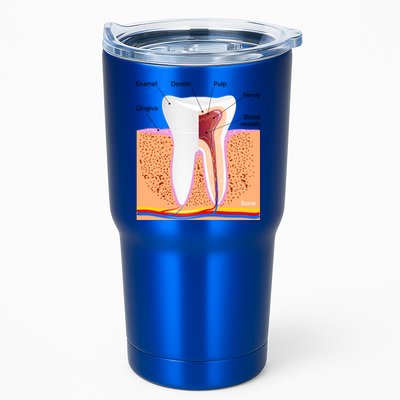 Dental Anatomy For Normal Tooth Dentin Enamel Gingiva Pulp Meaningful Gift Tumbler