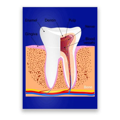 Dental Anatomy For Normal Tooth Dentin Enamel Gingiva Pulp Meaningful Gift Poster