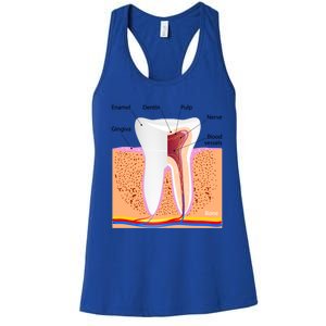 Dental Anatomy For Normal Tooth Dentin Enamel Gingiva Pulp Meaningful Gift Women's Racerback Tank