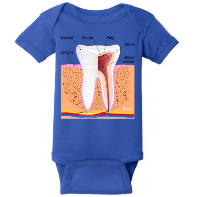 Dental Anatomy For Normal Tooth Dentin Enamel Gingiva Pulp Meaningful Gift Baby Bodysuit