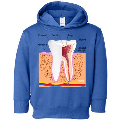 Dental Anatomy For Normal Tooth Dentin Enamel Gingiva Pulp Meaningful Gift Toddler Hoodie