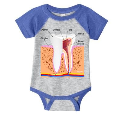 Dental Anatomy For Normal Tooth Dentin Enamel Gingiva Pulp Meaningful Gift Infant Baby Jersey Bodysuit