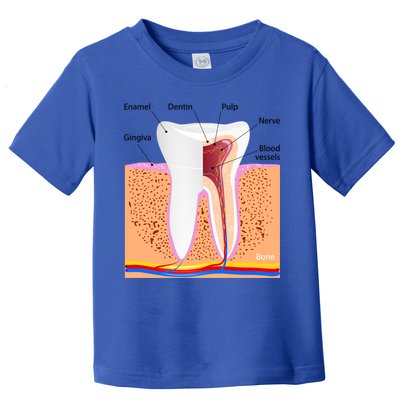 Dental Anatomy For Normal Tooth Dentin Enamel Gingiva Pulp Meaningful Gift Toddler T-Shirt