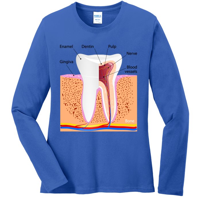 Dental Anatomy For Normal Tooth Dentin Enamel Gingiva Pulp Meaningful Gift Ladies Long Sleeve Shirt