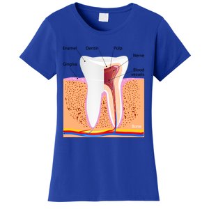 Dental Anatomy For Normal Tooth Dentin Enamel Gingiva Pulp Meaningful Gift Women's T-Shirt