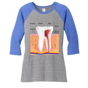 Dental Anatomy For Normal Tooth Dentin Enamel Gingiva Pulp Meaningful Gift Women's Tri-Blend 3/4-Sleeve Raglan Shirt