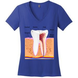 Dental Anatomy For Normal Tooth Dentin Enamel Gingiva Pulp Meaningful Gift Women's V-Neck T-Shirt