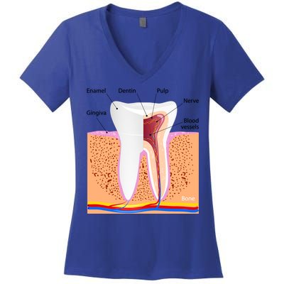 Dental Anatomy For Normal Tooth Dentin Enamel Gingiva Pulp Meaningful Gift Women's V-Neck T-Shirt