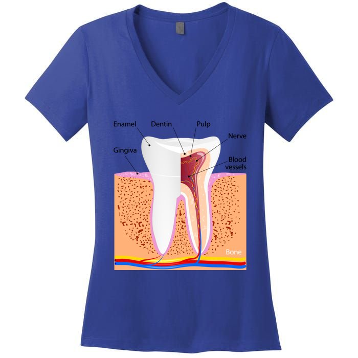 Dental Anatomy For Normal Tooth Dentin Enamel Gingiva Pulp Meaningful Gift Women's V-Neck T-Shirt