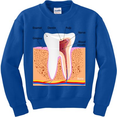 Dental Anatomy For Normal Tooth Dentin Enamel Gingiva Pulp Meaningful Gift Kids Sweatshirt