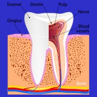 Dental Anatomy For Normal Tooth Dentin Enamel Gingiva Pulp Meaningful Gift Zip Tote Bag