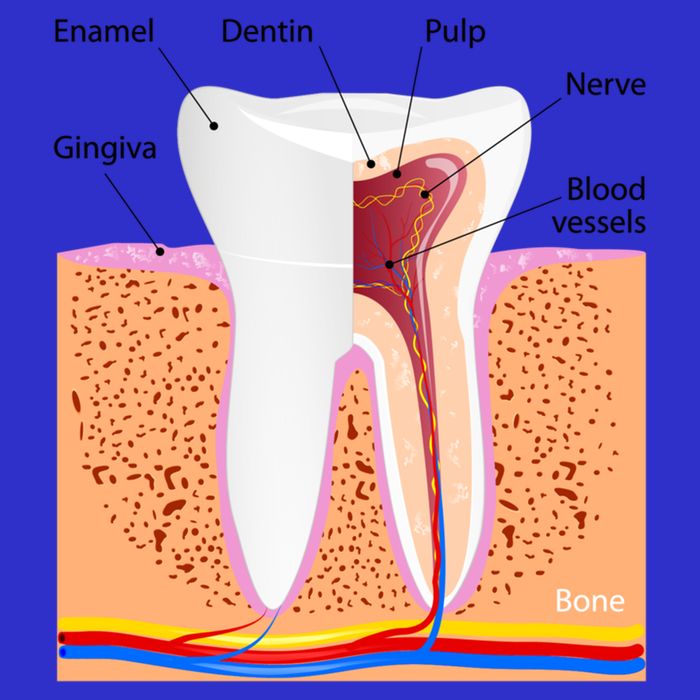 Dental Anatomy For Normal Tooth Dentin Enamel Gingiva Pulp Meaningful Gift Zip Tote Bag