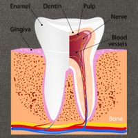 Dental Anatomy For Normal Tooth Dentin Enamel Gingiva Pulp Meaningful Gift Cotton Canvas Backpack