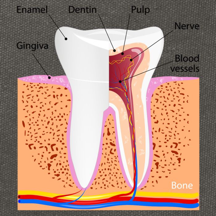 Dental Anatomy For Normal Tooth Dentin Enamel Gingiva Pulp Meaningful Gift Cotton Canvas Backpack