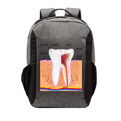 Dental Anatomy For Normal Tooth Dentin Enamel Gingiva Pulp Meaningful Gift Vector Backpack