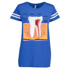 Dental Anatomy For Normal Tooth Dentin Enamel Gingiva Pulp Meaningful Gift Enza Ladies Jersey Football T-Shirt