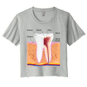 Dental Anatomy For Normal Tooth Dentin Enamel Gingiva Pulp Meaningful Gift Women's Crop Top Tee