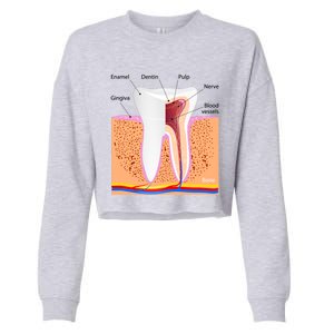 Dental Anatomy For Normal Tooth Dentin Enamel Gingiva Pulp Meaningful Gift Cropped Pullover Crew