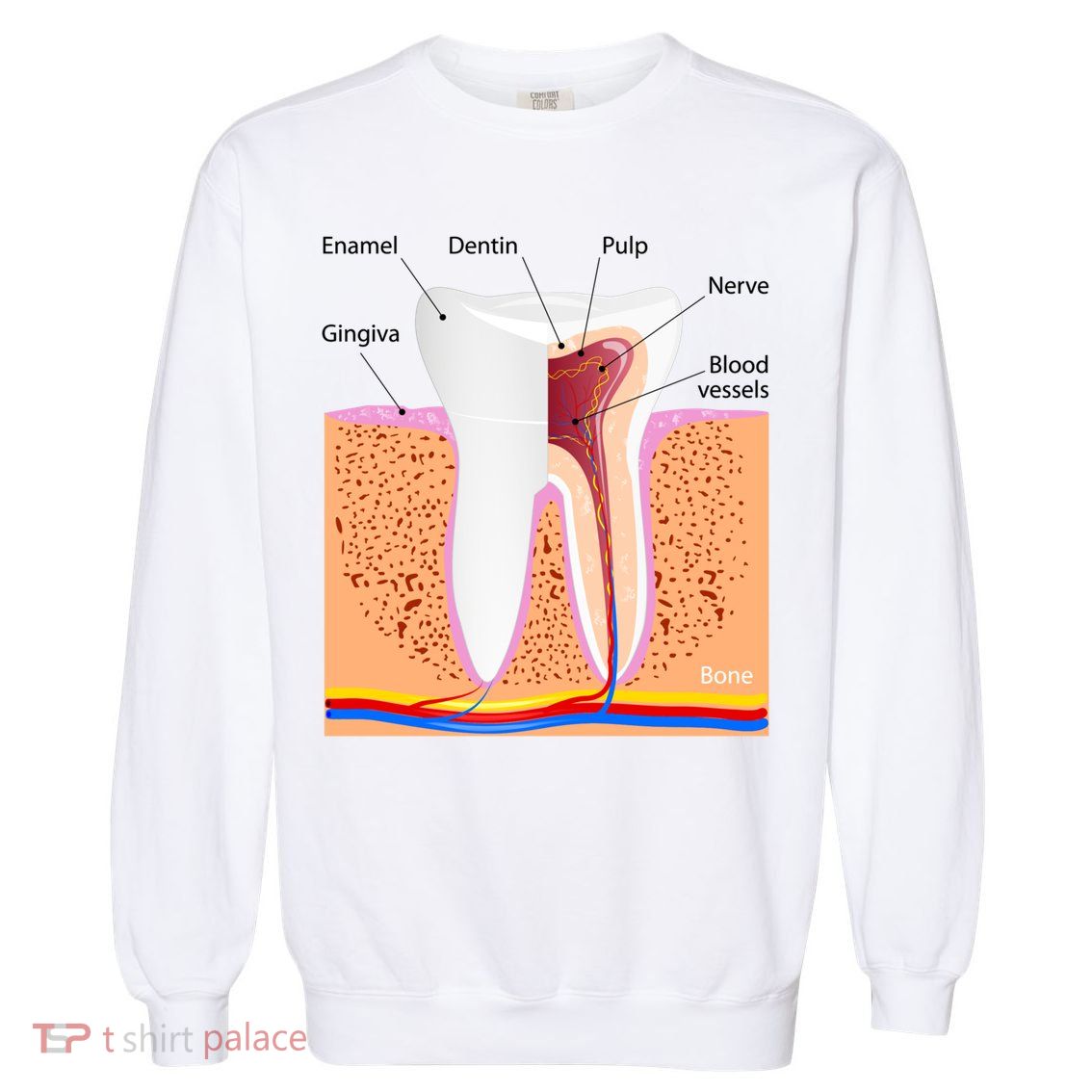 Dental Anatomy For Normal Tooth Dentin Enamel Gingiva Pulp Meaningful Gift Garment-Dyed Sweatshirt
