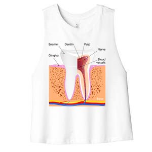 Dental Anatomy For Normal Tooth Dentin Enamel Gingiva Pulp Meaningful Gift Women's Racerback Cropped Tank