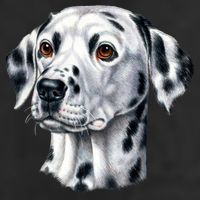 Dalmatian Face Cool Comfort Performance Bucket Hat