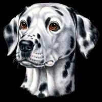 Dalmatian Face Button