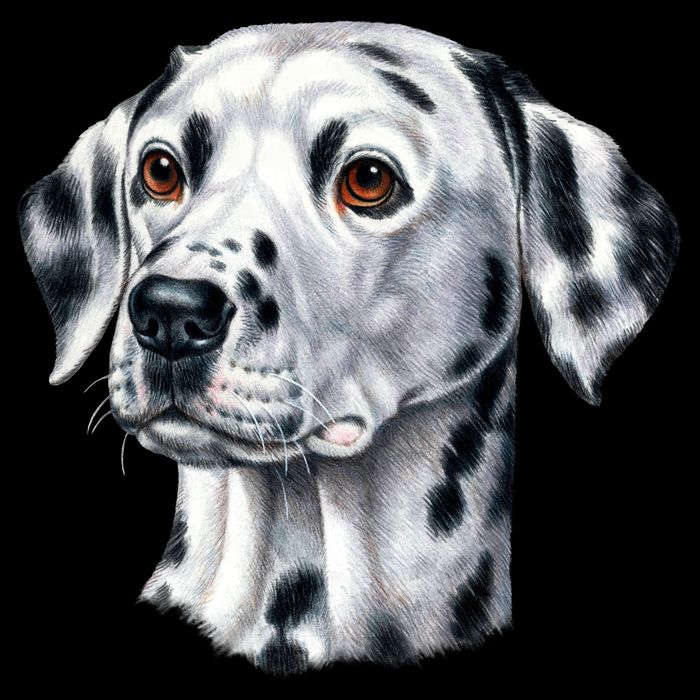 Dalmatian Face Button