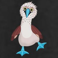 Dancing Booby Sea Bird Footed Blue Feet Drawing Hat