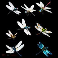 Dragonfly Dragonflies Natural Mosquito Repellent Biting Bugs Poster
