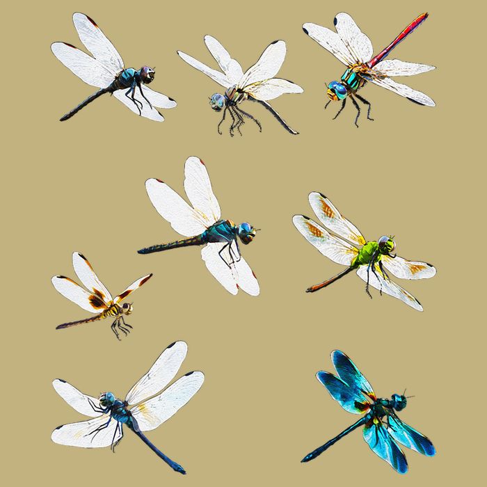 Dragonfly Dragonflies Natural Mosquito Repellent Biting Bugs Performance Shirt