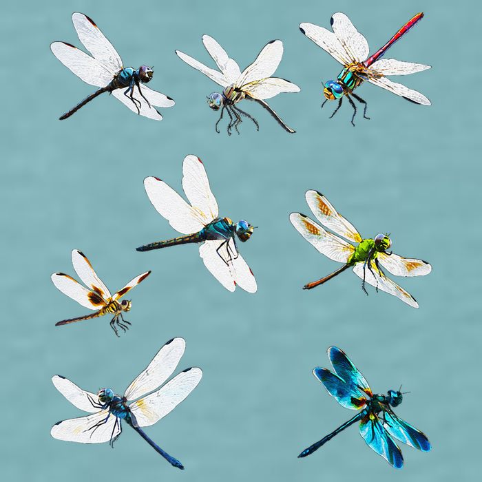 Dragonfly Dragonflies Natural Mosquito Repellent Biting Bugs Sueded Cloud Jersey T-Shirt