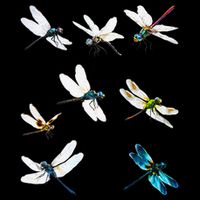 Dragonfly Dragonflies Natural Mosquito Repellent Biting Bugs 16 in Basic Backpack
