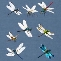 Dragonfly Dragonflies Natural Mosquito Repellent Biting Bugs Garment-Dyed Sweatshirt