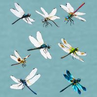 Dragonfly Dragonflies Natural Mosquito Repellent Biting Bugs Sueded Cloud Jersey T-Shirt