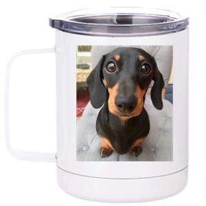 Dachshund Dog Photo Portrait Sweet Puppy 12 oz Stainless Steel Tumbler Cup