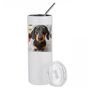 Dachshund Dog Photo Portrait Sweet Puppy Stainless Steel Tumbler