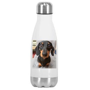 Dachshund Dog Photo Portrait Sweet Puppy Stainless Steel Insulated Water Bottle