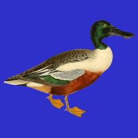Duck Funny Gift Cute Shoveler Duck Vintage Duck Graphic Gift T-Shirt