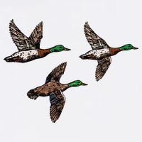 Duck Hunting Hunter Tall T-Shirt