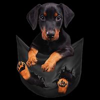 Dog Lovers Gifts Doberman In Pocket Funny Dog Face 16 in Basic Backpack